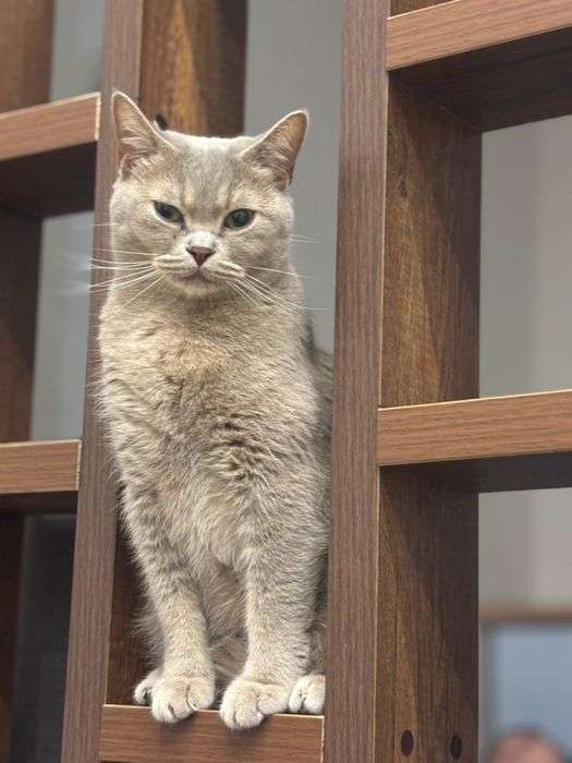 Отдам кошку в добрые руки