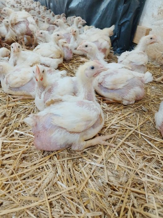 Pui alb de carne pui rasa mixta