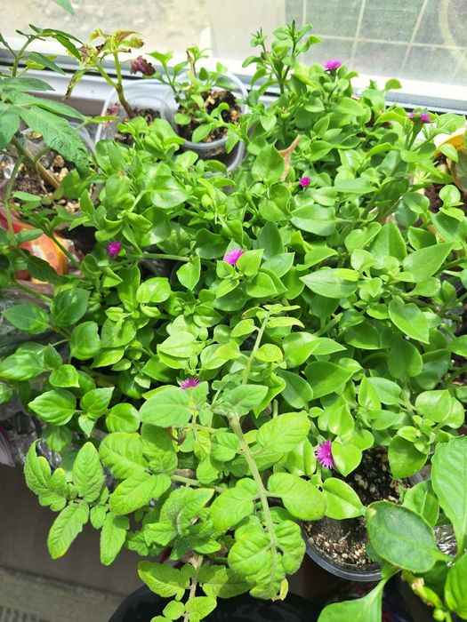 Шефлера, Пеперомия,Фикус,Аптения