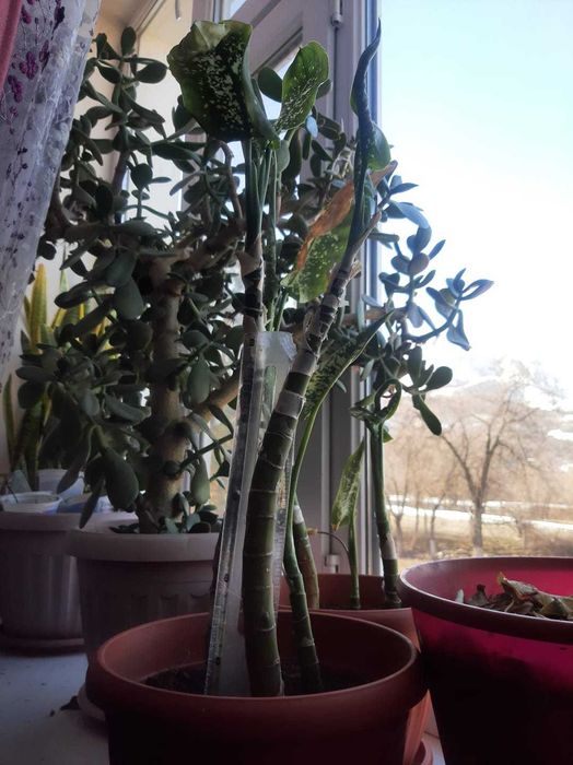 Продам комнатные цветы разные