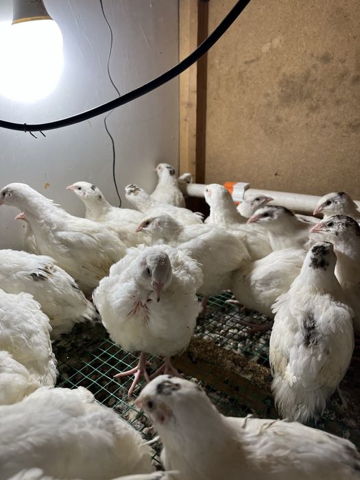 Bedana 30kunlik бедана 30 кунлик