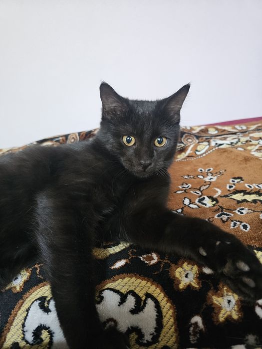 Котенок мальчик...