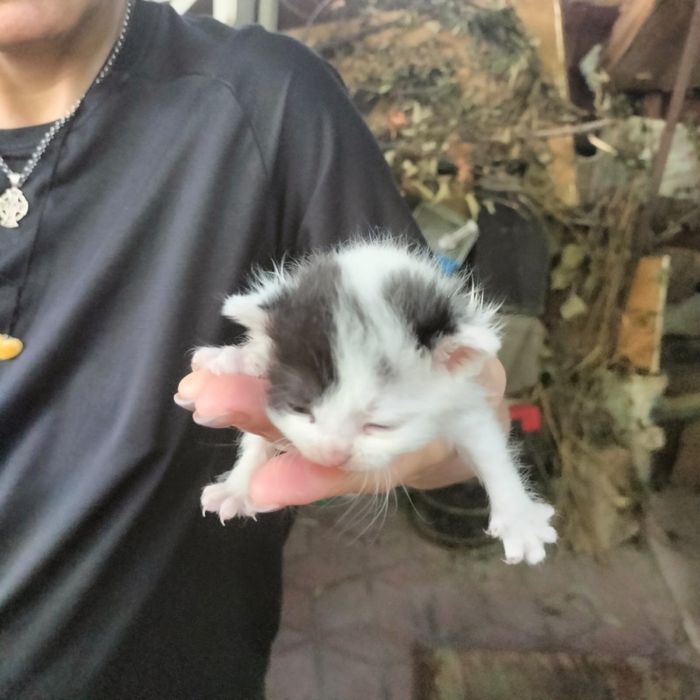 Отдам котят в хорошие руки