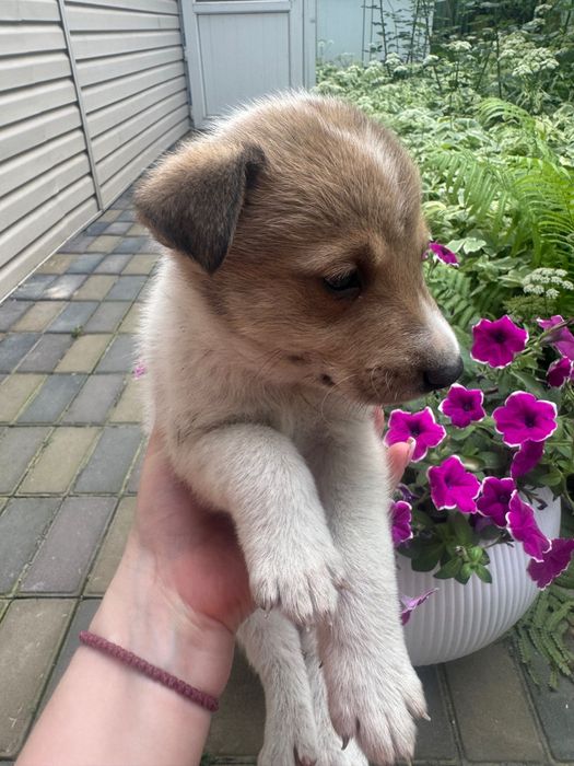 Отдам бесплатно щенков