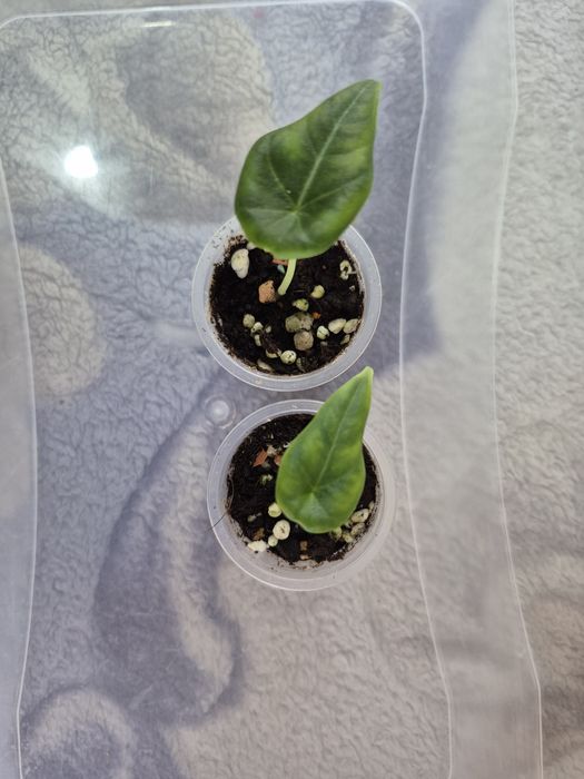 Продам цветы комнатные