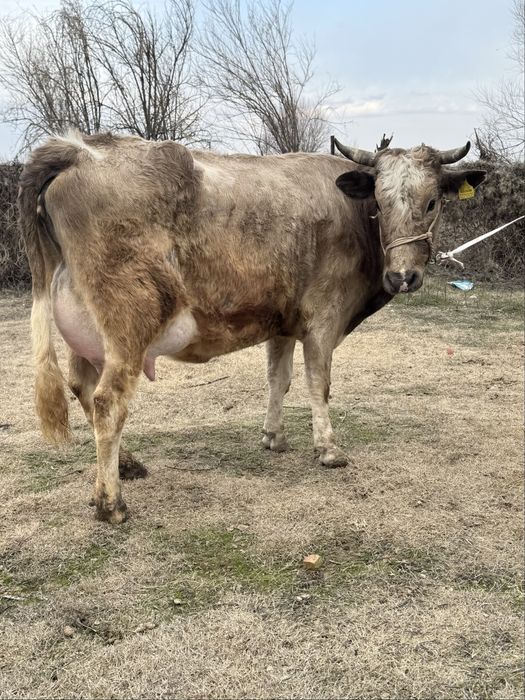 Алатау Суттi сиыр