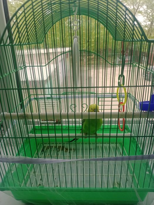 Любители попугая это объявление для вас