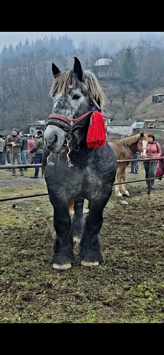 Armăsar polonez face 3 ani disponibil pentru monta deplasări la domici