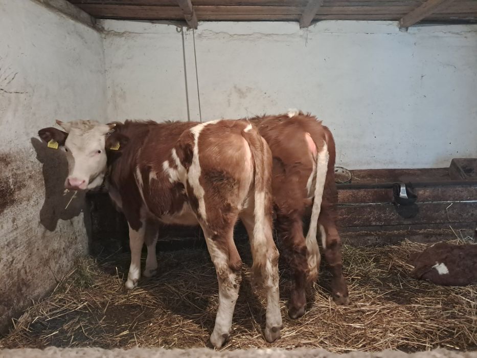 Junici baltata romaneasca