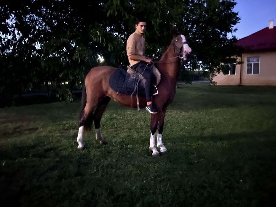Iepe frizian si KWPN (schimb cu vitei)