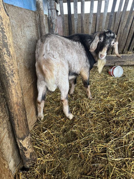 Vand tap foarte bun pentru monta