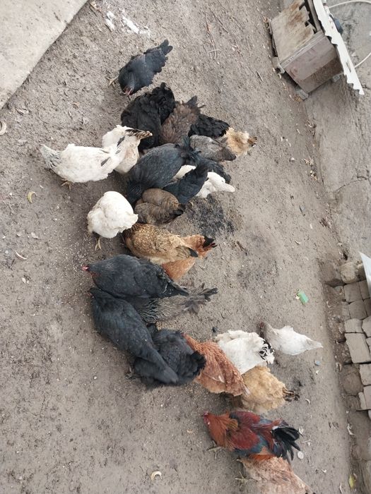 Продаётся кури и петухи