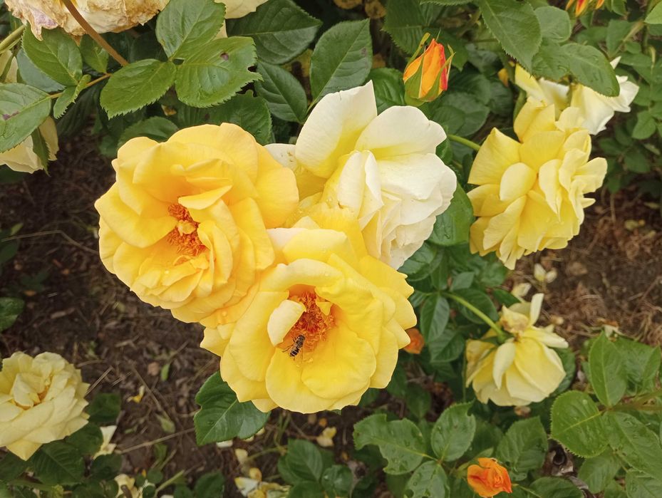 Trandafiri la ghiveci - gata pentru plantat