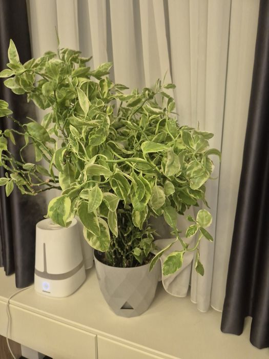 Педилантус крупный