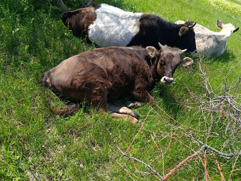 Продам бычка  10 месяцев