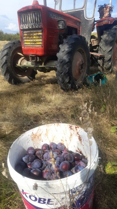 Vând prune de vânzare mai multe detaly la telefon