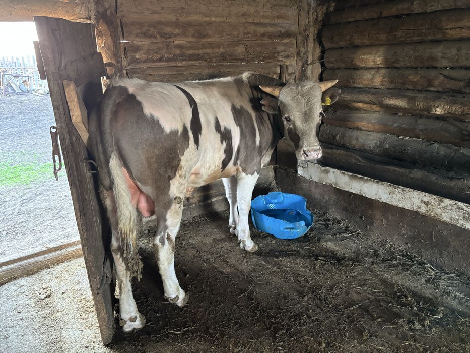 Продам быка производителя