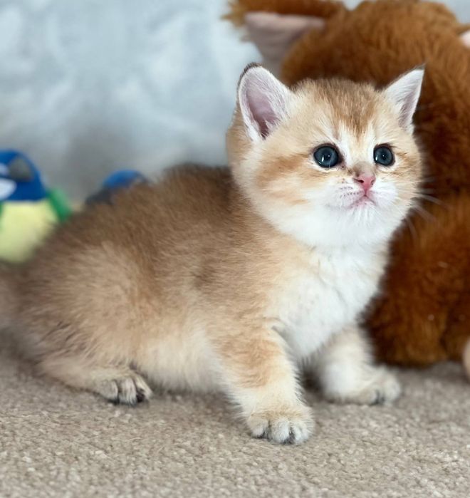 Продаётся чистокровный элитный котёнок от привозных клубных родителей