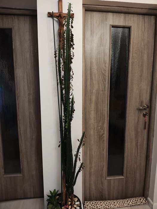 Vand cactus euphorbia trigona 2m