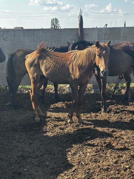 Продам тайчиком цена 850000