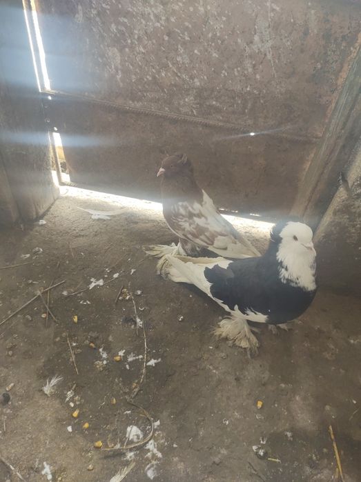 De vânzare o pereche de uriași