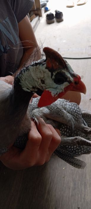 Продается цесарки