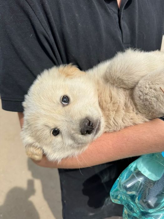 Ищут дом классные девченки