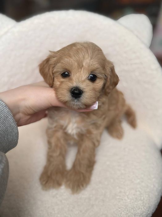 Мальтипу Микро щенки бронь