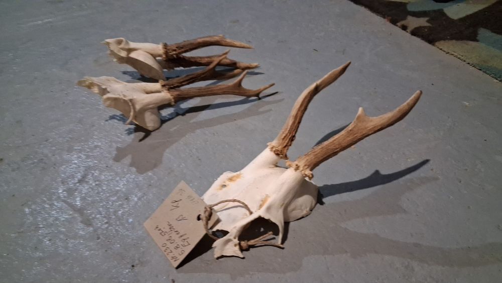 Trofee caprior  50 de lei buc