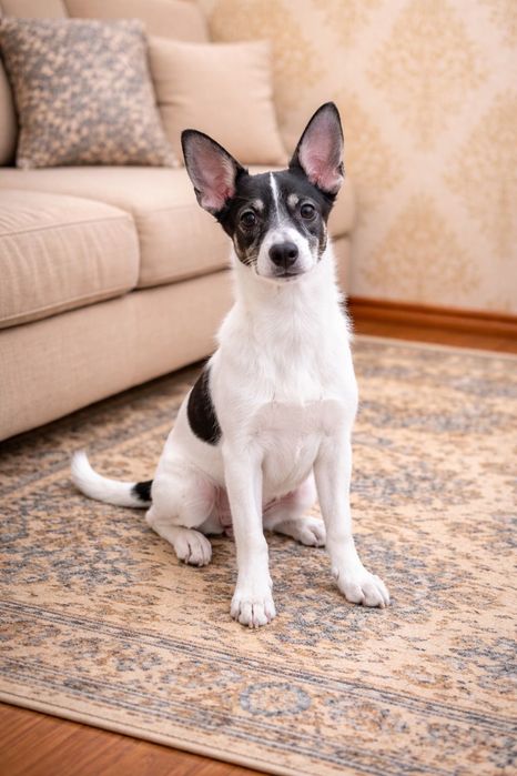 Пристраиваются щенки