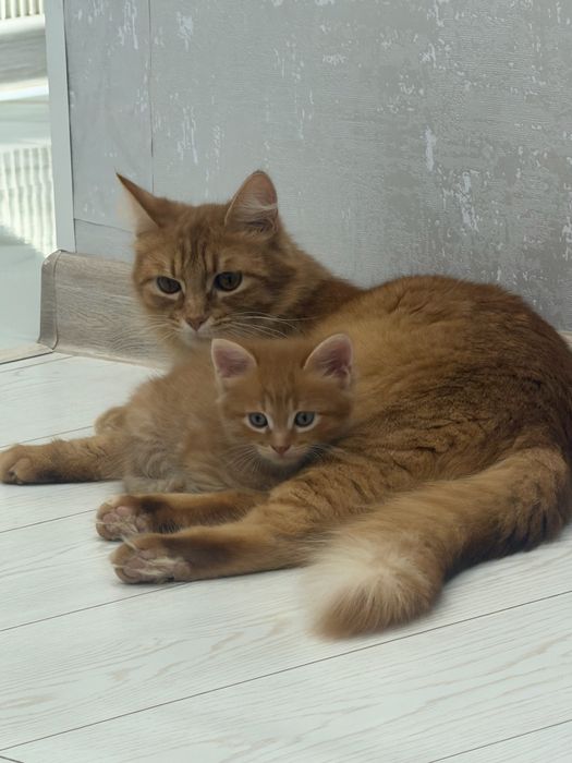 Отдам котят 2 девочки