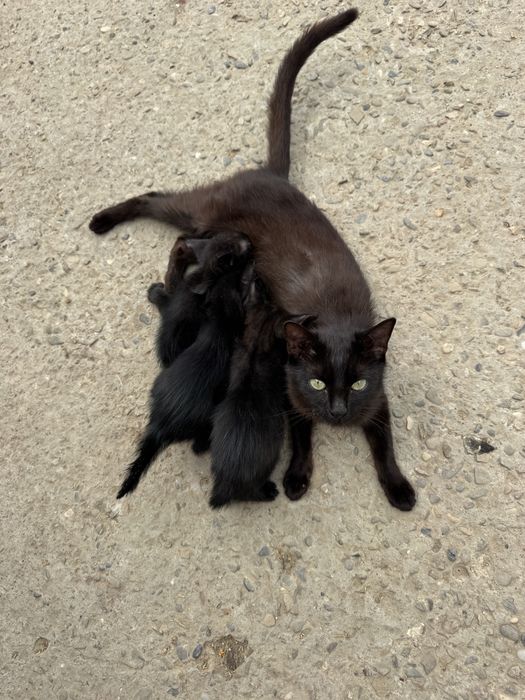 Dau spre adoptie 3 pisoiasi