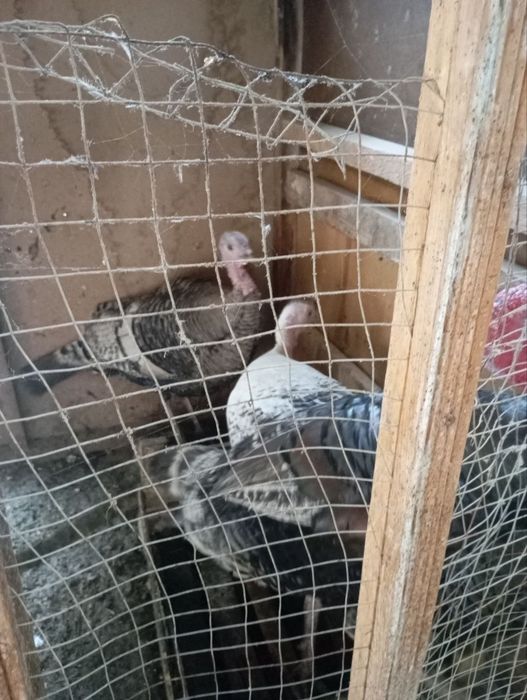 Kurkalar sotiladi tez va arzon