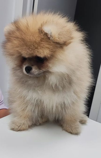 Супер мини шпиц девочка