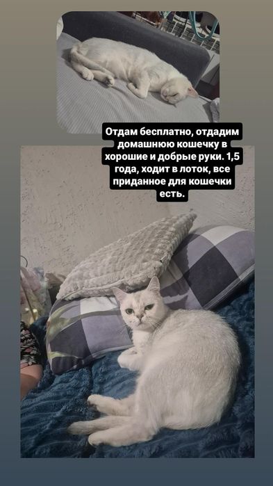 Породистая Кошка