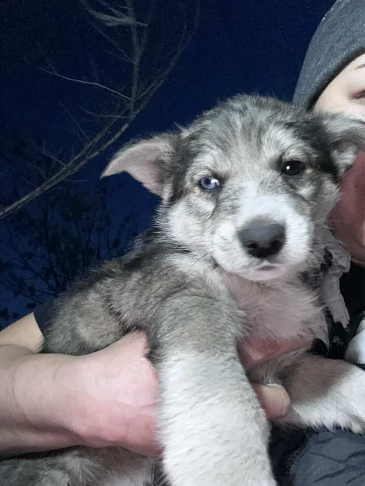 Ищем дом для щенят