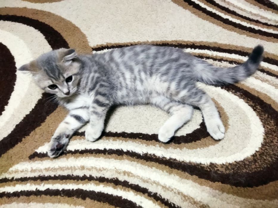котенок 3 месяца