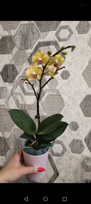 Орхидея! Орхидея!