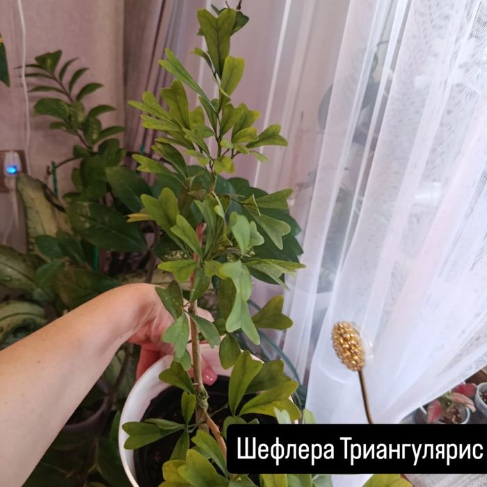 Большой выбор цветов .