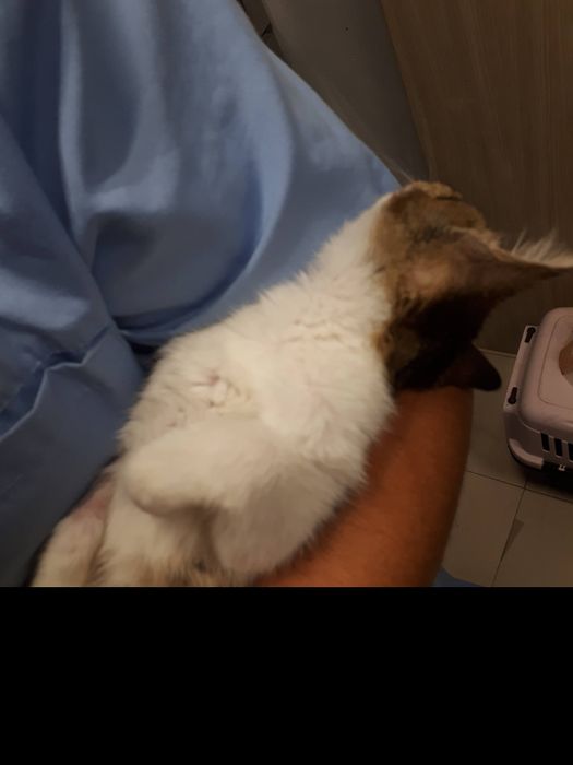 Търся изгубена котка (с парично възнаграждение по договаряне)