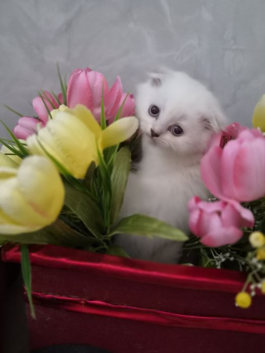 Продаются котята