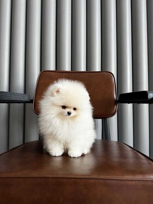 Продам Померанского шпица