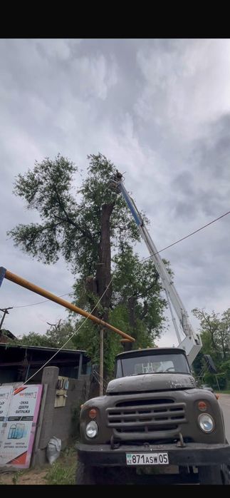 Спил. Пилим деревья