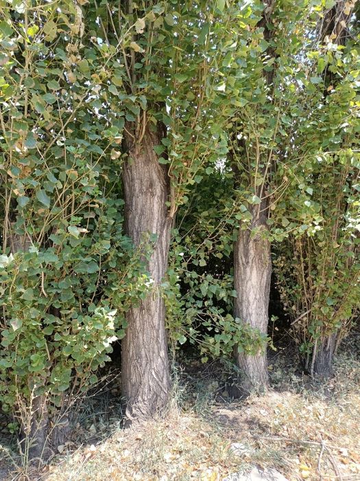 Тополь бесплатно