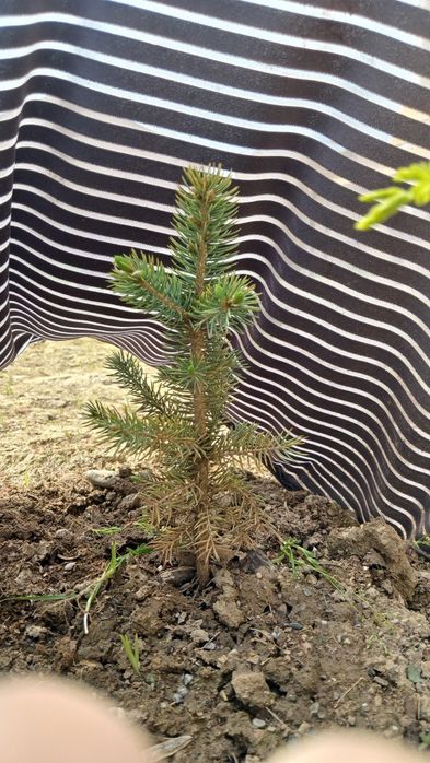 Goluboy yel sotiladi