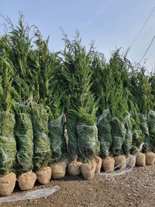 Leylandi cupressus