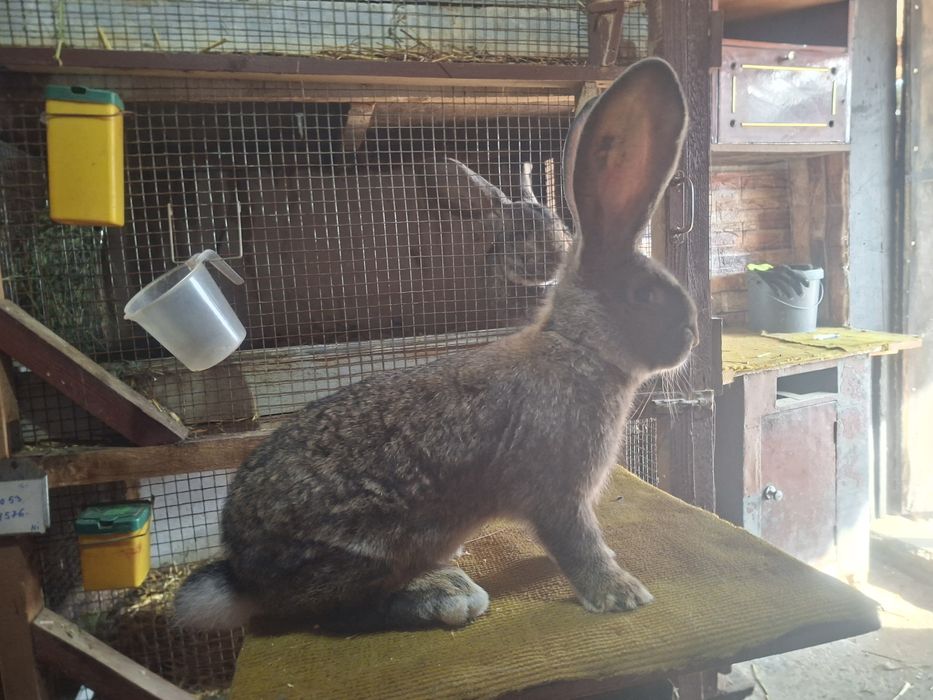 Mascul  uriaș german