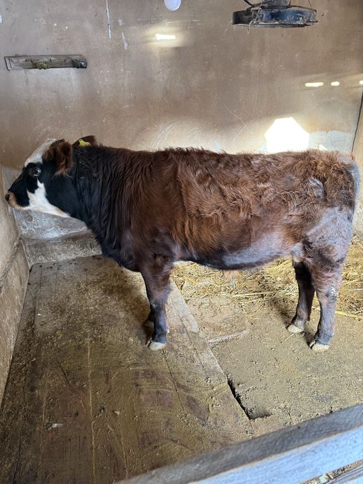 Gibrit buqa sotiladi.