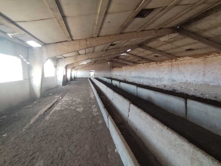 Мал ферма сатылады, яки арендага бериледи