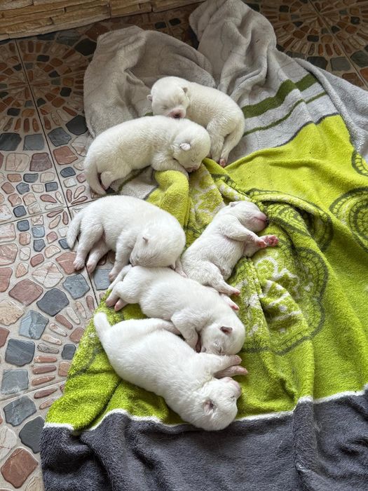 Akita inu                         .